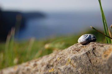 little snail shell on a stone