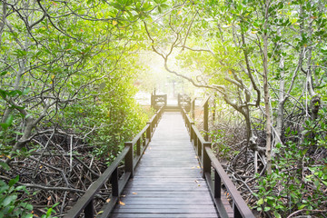The wooden bridge among beautiful orange trees to the sun light