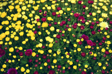 many small chrysanthemum flowers of red and yellow covering the entire space closeup. Autumn beautiful flowers
