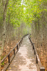 The wooden bridge among beautiful green forest