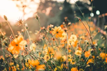 Foto op Plexiglas Bloemen Yellow flower nature in the morning.Vantage or retro tone.