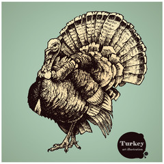 Turkey vector illustration. Thanksgiving Day