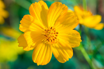 Yellow flower nature in the morning.
