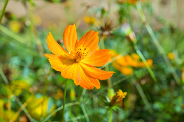 Yellow flower nature in the morning.