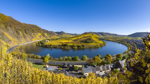 Moselschleife in Bremm im goldenen Herbst