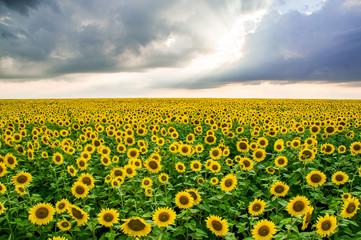 Field of sunflowers in the sunset under the clouds