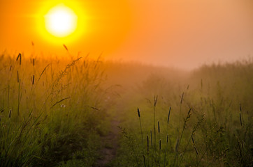 Panele Szklane  gęsta poranna mgła w letnim lesie.