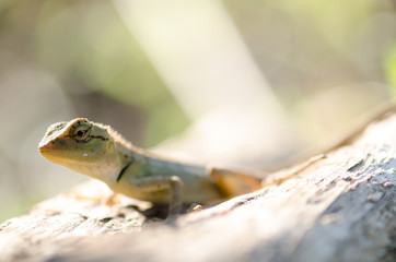 One warm morning sun Thailand lizard on a branch happily. 