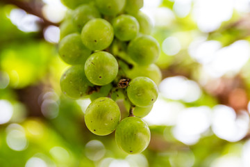 Green Grapes Hanging