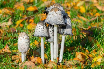 Shaggy Mane group in a grass field with autumn leaves
