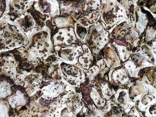 Close up of oyster on the rock at the coast. Oyster background texture.