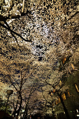 cherry blossom night face, Kyoto Japan.
夜桜 　京都