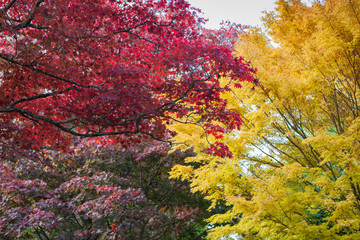 Autumn in the woods background, selective focus