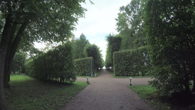Alley in the Park in Peterhof