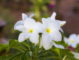 Obraz premium Flower beautiful, background flower, sun flower, flower of thailand, Flower Doitung, flower on garden, flower closeup.