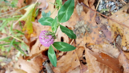 Standing out blossom