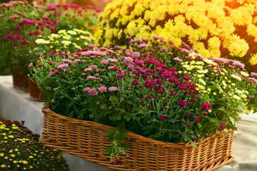colorful autumn chrysanthemum flowers in a wicker basket with vines. Lush beautiful flowers of red, yellow, maroon, Rochow and gentle sunlight autumn day.
