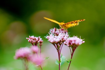 ツマグロヒョウモン