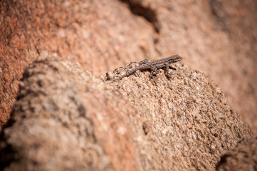 Lizard Warming On A Rock