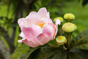 Gustavia flower