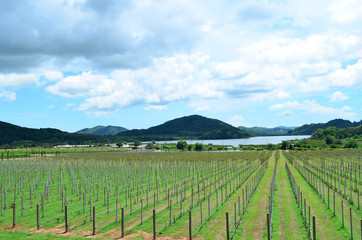 Fototapeta na wymiar Scenic view of green vineyard row