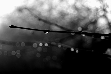 raindrops on a twig - 125381534