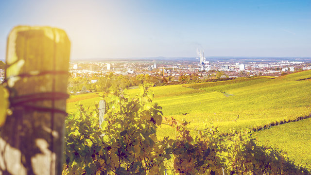 Weinberg im Herbst nach der Weinlese