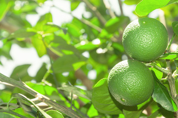 Tree with green lime fruits with leaves on the background. Organic green lemon fruit ready for harvest. Tropical citric fruit from Brazil. Lemons right aligned with blank space for text next.