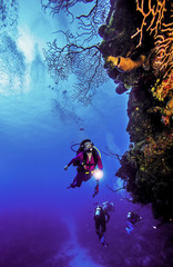 A vertical image of a female SCUBA Diver with a dive light exploring a Caribbean reef