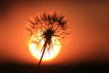 dandelion flower and red sunset