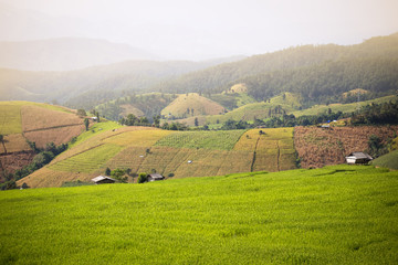 Fototapeta na wymiar rice field scenery in Thailand