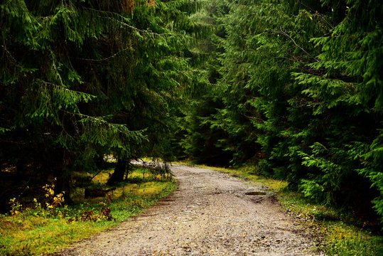Fototapeta Road in a pine forest