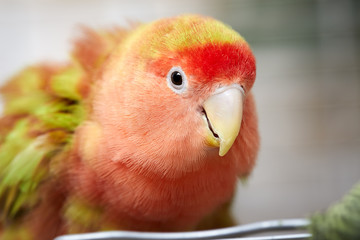 Lovebird.
