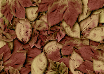 Carpet of red and brown autumn leaves in close up