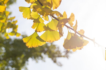 Autumnal ginkgo tree leaf background
