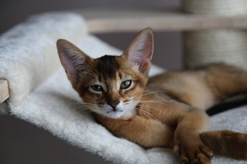 Abyssinian