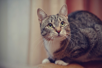 Gray striped cat