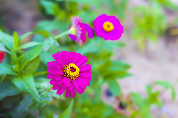 Flower beautiful,  background flower, sun flower, flower of thailand, Flower Doitung, flower on garden, flower closeup.