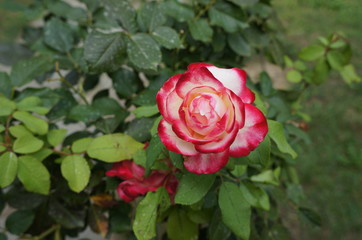 Blooming red and white rose in the Crimean botanical garden.