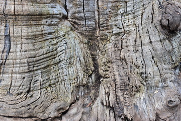 Close up of tree bark