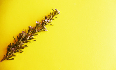 Rosemary fresh picked background