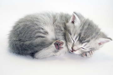 Little kitten sleeping. Grey tabby kitten.