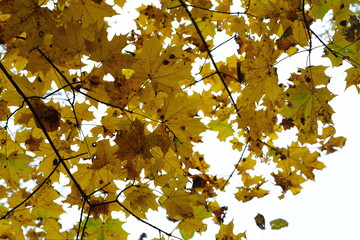 Autumn, autumn, leaves, background. Tree branch with autumn maple leaves on white background