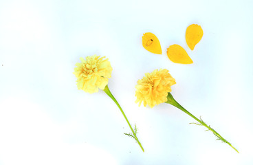 Flower beautiful,  background flower, sun flower, flower of thailand, Flower Doitung, flower on garden, flower closeup.