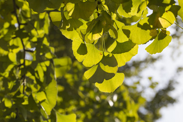 Autumnal ginkgo tree leaf background