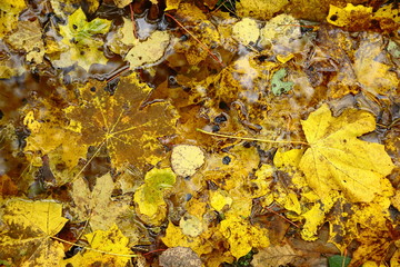 background with colorful autumn leaves in water