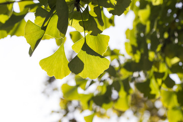 Obraz premium Autumnal ginkgo tree leaf background