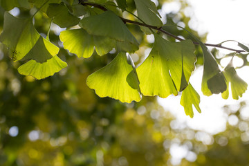 Autumnal ginkgo tree leaf background