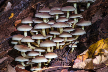 Sheathed woodtuft  mushrooms in the forest