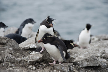 Rockhopper penguins (Eudyptes chrysocome) on The North East Coast of East Falkland, Falkland Islands (Islas Malvinas)
